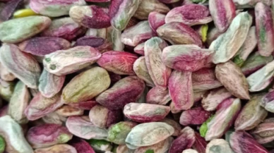Fıstığın kilosu 600 TL ama çiftçiye asgari ücret bile kalmıyor! İşte üreticinin hesabı