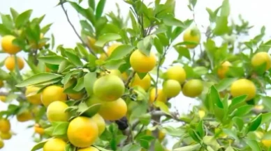 Mandalina bahçede 3–5 liraya düştü: Üretici ağaçları sökmeyi düşünüyor