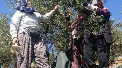 Sofralık zeytinin başkentinde fiyat isyanı: Üreticiler hasadı durdurdu!
