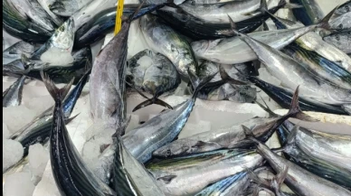 'Palamut çok ucuz avı sonlandırın' çağrısı tepki çekti; Balıkçılardan yeni açıklama