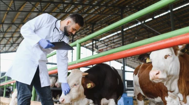 Türkiye'de hayvancılıkta yeni dönem: Damızlıklar DNA analiziyle seçilecek