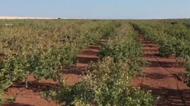 Deprem bölgesinde tarımsal ekipmana yüzde 90, hayvancılığa yüzde 75 hibe!