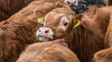 400 bin sığır ithal ediliyor