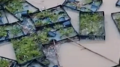 Seralar ve fidanlıkları hortum ile sel vurdu; sebze fiyatları daha da artacak