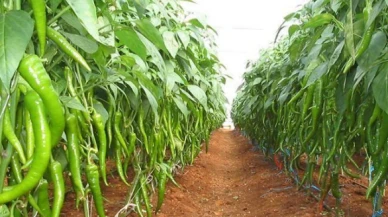 Sera biberinde zehir bildirimi: 35 kat yüksek çıktı