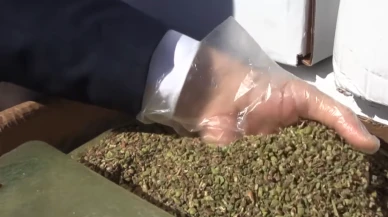 Baklavada büyük tehlike; ele geçirilen fıstıklar karaciğer kanserine davetiye çıkarıyor