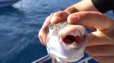 Balon balığı yiyen 3 kişi zehirlendi; önce dudakları uyuştu