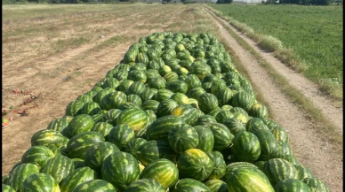 İran karpuzu gelmeyebilir: Türk çiftçisinin karpuz umudunda “kabak aşısı” çekincesi