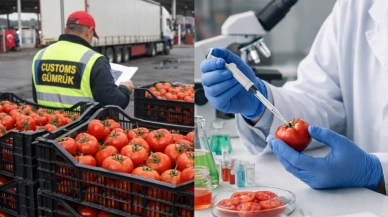 Tonlarca domates zehir kalıntısı nedeniyle sınırdan geri döndü