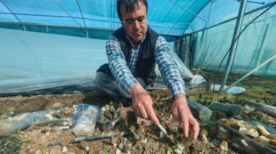 Yeni iş fikri arayanlara fırsat: Kuzugöbeği üretimi için ücretsiz eğitim