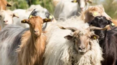 Hayvancılık destek başvuruları başlıyor! Üreticilere kritik çağrı