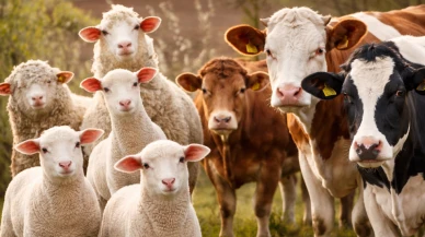 Hayvancılık destekleri neler, hayvancılık destekleri nasıl alınır?