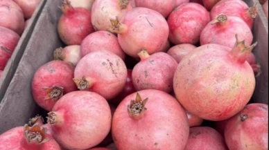 İhraç narda 5 farklı tarım zehri!