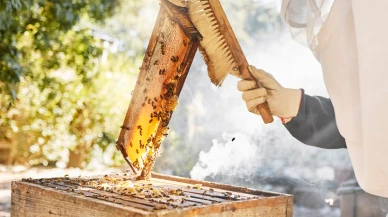 Sentetik bal peteklerine yasak geliyor!