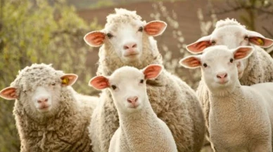 100 koyun desteği için son 1 hafta; küçükbaş projesinde başvuru süresi doluyor!