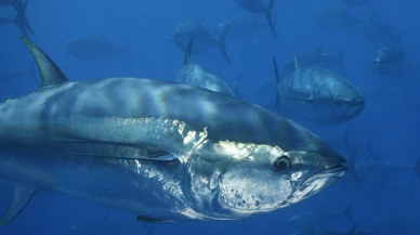 İhracatta suşi bereketi; Japonlar Türk orkinosuna yöneldi