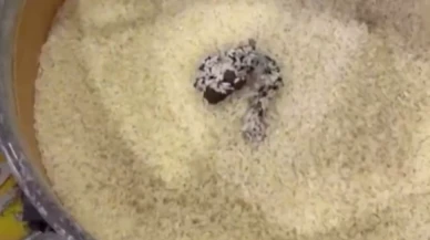 Pirinçteki kedi kakasına 52 bin TL ceza