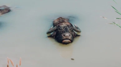 Son 4 bin manda için festival!