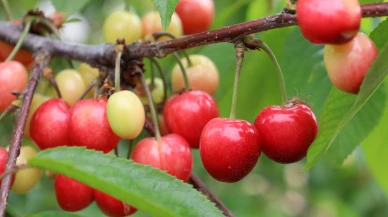 Kiraz geri döndü; rekor üretim bekleniyor