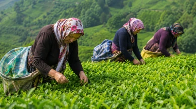 Yaş çay alım fiyatı açıklandı