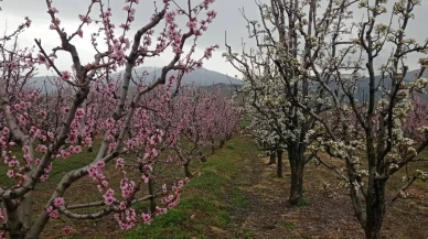 Şeftali satılamadı; 420 bin şeftali ağacı kesilecek