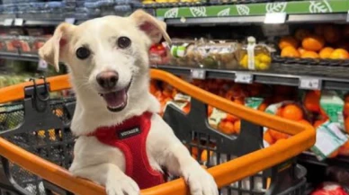 Markete evcil hayvan girişi yasak mı; Macrocenter mağazalarına evcil hayvan girişi yasaklandı mı?