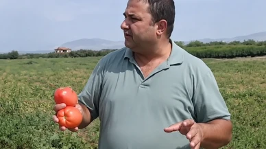 Domates para etmeyince tarlayı halka açtı