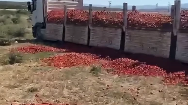Salçalık domates krizinde yeni perde: Ticaret Bakanlığı “Ezik ve topraklı” dedi, çiftçi tepki gösterdi