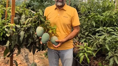 İthal mangoda “yerli” oyunu: “Mısır mangosunu 5 kat pahalıya satıyorlar”