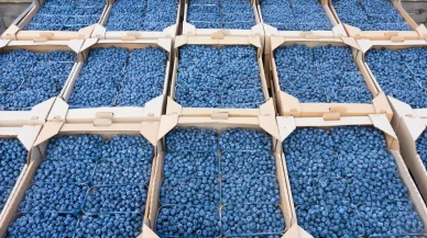 'Mavi Altın'da bile fiyat krizi; Blueberry üreticileri maliyeti kurtarma derdine düştü!