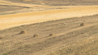 Avrupa'da kabus: Tavuklar yumurtadan, inekler sütten kesildi