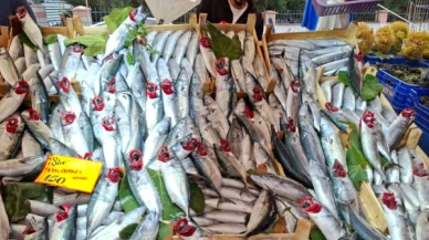 Palamut avı durduruluyor mu; Balıkçılar avlanmayı bırakmak istiyor