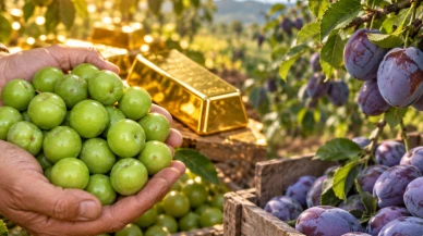 Yok böyle fiyat değişimi: Martta 9 bin TL, şimdi tarlada 6 TL