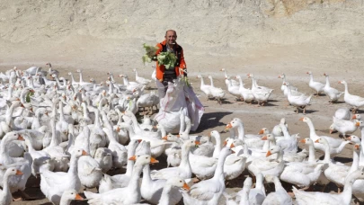 Ordu'dan kaz hamlesi.. Kars'la meşhurdu..