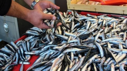 Hamsiyi soğuk ve fırtına vurdu.. Hamsinin fiyatı çinekopa yaklaştı