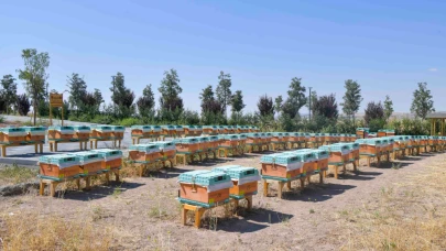 Mansur Yavaş'tan arıcılık hamlesi: Ana arı üretimi başladı