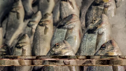 Avrupa'ya ihraç ettiğimiz çipura balıklarda bakteri saptandı!
