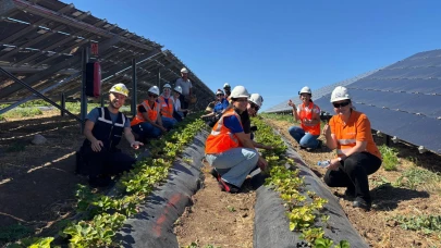 Güneş panellerinin altında sebze üretimi; Enerjisa'dan "agrivoltaik" tarım