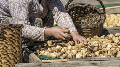 Kuru incirimizi en çok o ülke yedi