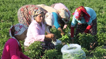 Kadın Çiftçiler Günü'nde kara tablo..