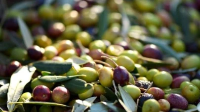 Zeytinde yok yılında rekolte tahmini güncellendi