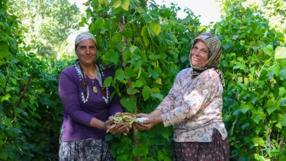 Mersin'de Leklek Fasulyesi yeniden hayat buluyor