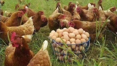 Tavuklara açık hava yasağı; Gezen tavuk yumurtası riskli mi?