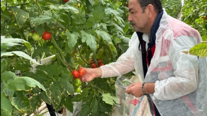 Sera domatesi daha besleyici çıktı; Kışın domates yenirmiş!