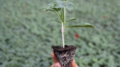 Ucuz fidecilere baskı yaptıkları iddiasıyla 18  fide üreticisine soruşturma