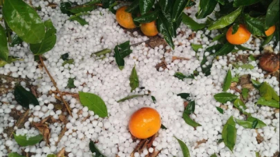 2025 yılı tarımda don afetiyle başladı doluya bitiyor