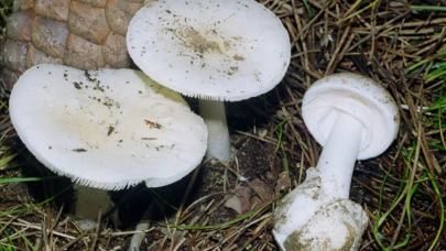 İstanbul'da 1 ayda 60 kişi mantardan zehirlendi: Uzmanından kritik uyarılar!