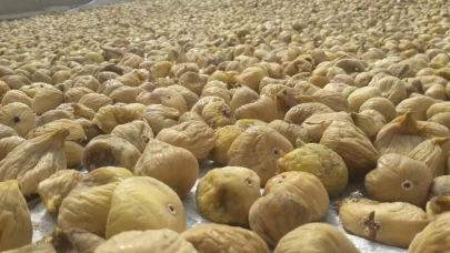 Onlarca kez sınırdan dönse de fiyatı 6 bin doları geçti