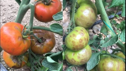 Türkiye'ye "domates saldırısı".. O ülkeden sürekli virüslü domates tohumu geliyor!