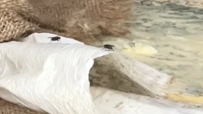 İstanbul'da gıdanın kalbine tağşiş baskını.. Sinekli peynirler!